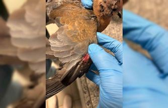 Büyükşehir ekipleri tüm canlılar için aynı özveriyle çalışıyor