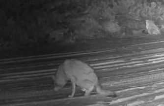 Çankırı’da yaralı kurt ve vaşak fotokapanda