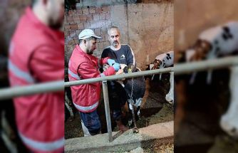 Çarşamba’da büyükbaş hayvanlara şap ve brucella aşısı