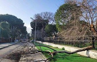 Çürüyen ağaç yola devrildi, facia ucuz atlatıldı