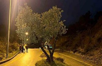 Dağdan kopan zeytin ağacı karayolunu ikiye böldü