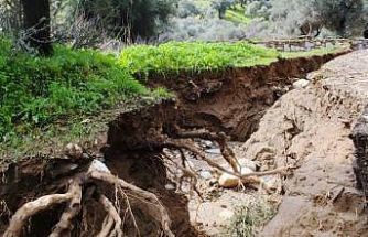 Dere suları yön değiştirdi, zeytinlikte ikinci yatak oluştu