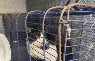 Derede mahsur kalan kedi kurtarıldı