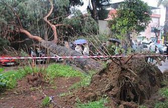 Dev çam ağacı park halindeki araçların üzerine devrildi