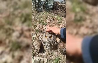 Doğada bulduğu puhu kuşunu ‘fıstık’ diyerek sevdi