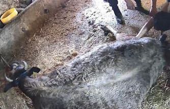 Doğum yapmakta zorlanan ineği sezaryen yapan S.T.’den açıklama: Çağırdılar insanlık namına yardımcı oldum