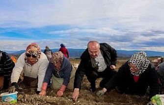 Dünyaca ünlü Taşköprü sarımsağının ekim sezonu erken başladı