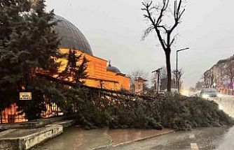 Edirne’de fırtına ağaçları devirdi