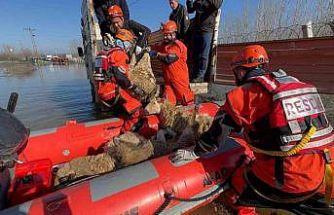 Edirne’de taşan su seviyesi yer yer 2.5 metreye yükseldi: Mahsur kalan hayvanlar kurtarılıyor