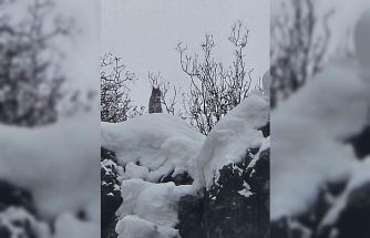 Elazığ’da koruma altındaki vaşak görüntülendi