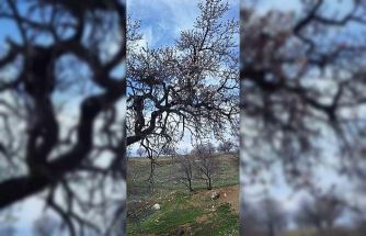 Ergani’de badem ağaçları erken çiçek açtı