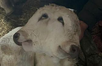 Erzurum’da çift başlı buzağı dünyaya geldi