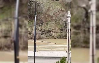 Filyos Çayı’nı yüzerek geçen yaban domuzları kamerada