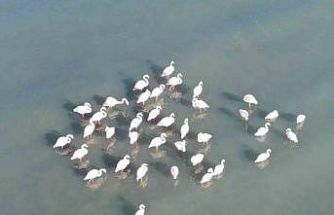 Flamingolar bu yıl da Van’dan göç etmedi