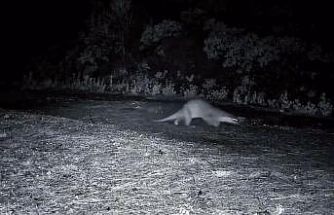 Ganos Dağları’nda nadir görüntü: Ormanda yürüyen su samuru kamerada