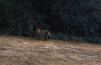 Ganos Dağları’nda yaban kedisi görüldü