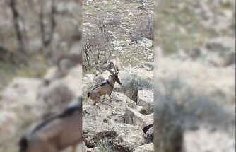 Gercüş kırsalında dağ keçisi görüntülendi