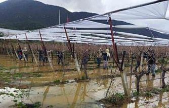 Göle dönen bağlarda budama mücadelesi