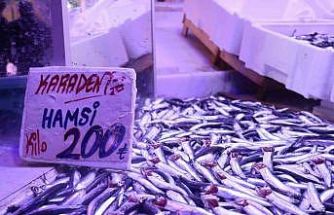 Hamsi tezgahlardaki tahtına yeniden oturdu