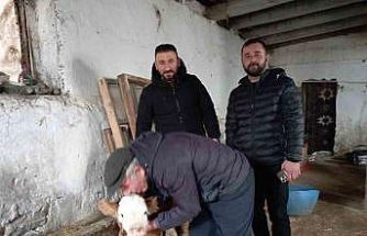 Hasta buzağıya evinde baktı