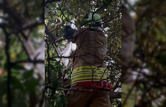 Hatay’da ağaca takılan kediyi itfaiye kurtardı