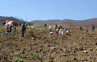 Hatay’da orman yangınından zarar gören alanlarda 5 bin fidan toprakla buluşturuldu