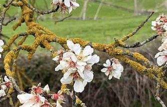 Hayrabolu’da badem ağaçları erken çiçek açtı