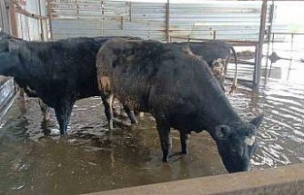 Hayvan damları sular altında kaldı, hayvanlar tahliye ediliyor