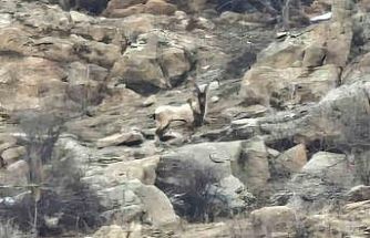 Hizan’da dağ keçileri sürü halinde görüntülendi