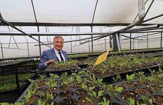 Honaz’da 8 Mart’a özel 8 bin çiçek kadınlara dağıtılacak