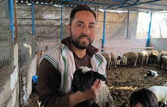 İlgi odağı olan çift başlı ve 4 gözlü kuzu 1 gün yaşayabildi