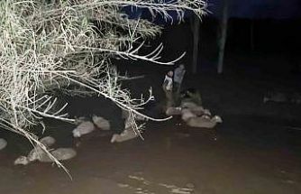 İtfaiyeden koyun kurtarma operasyonu