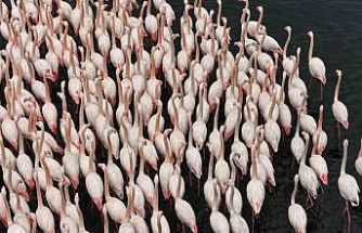 İzmit Körfezi’nde allı turna güzelliği