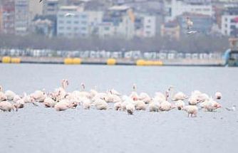İzmit Körfezi’nin zarif misafirleri şenlikte görüntülendi