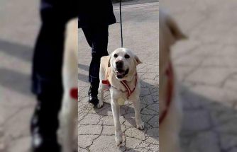 Jandarmanın hassas burnu "Medyum" 10 yıllık mesaisini tamamladı