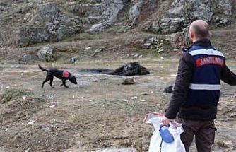 Jandarmanın iz takip köpeği "Salkım" kayıp şahıs için sahada