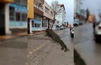 Kahta’da şiddetli rüzgar çam ağacını devirdi