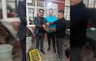 Kahvehane camına çarpan baykuş rehabilitasyona alındı