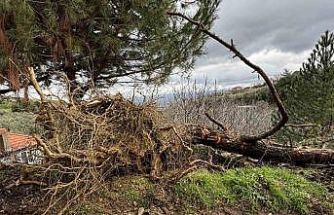 Karacasu’da aşırı yağışlar sonrası toprak kaydı, ağaçlar devrildi