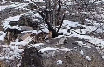 Karlar arasında yiyecek arayan tilki görüntülendi