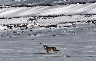 Kars’ta hareket halindeki aracı takip eden kurt kameraya yansıdı