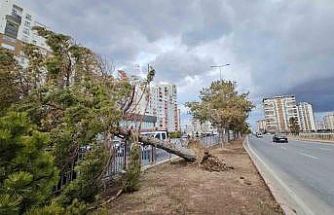 Kayseri’de şiddetli rüzgar ağacı kökünden söktü