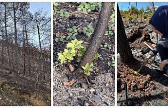 KBÜ yangın sonrası ekolojik süreci araştıracak