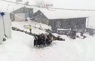 Keçilerin inadı yarım metreyi bulan kara yenilmedi