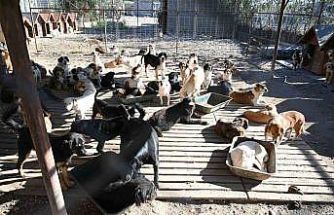 Kemer’de ocak ayında 231 can dostu kısırlaştırıldı