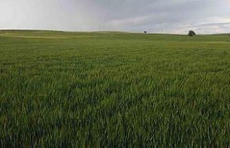 Konya’da yüksek kesimler yağışa doydu