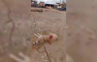 Köpeği av tüfeğiyle öldürdü, gözaltına alındı