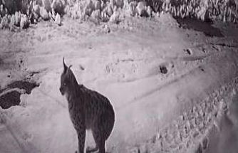 Köye inen aç kalan yabani hayvanlar güvenlik kameralarına yakalandı