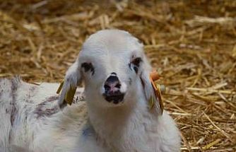 Koyunlara suni tohumlama geliyor