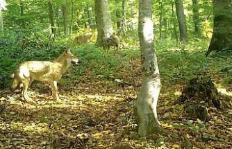 ’Kurtlar konseyi’ Uludağ’da toplandı